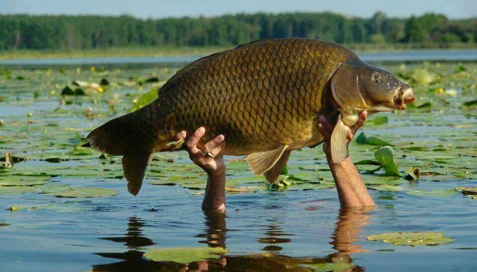 Carp-Fishing-Tips.jpg